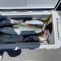 １４日・釣果