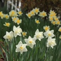 Daffodils & tulips