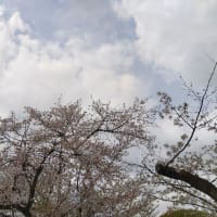 多摩川台公園でお花見