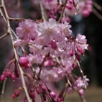 だいや川公園の桜