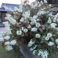 二年ぶりのＦＬＹ