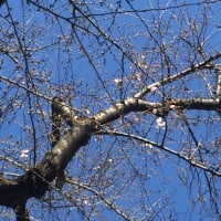 井荻 桜の標準木  開花🌸
