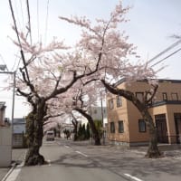 桜が丘通り