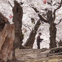 桜の五稜郭公園