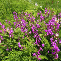 シラン　集落内の草地