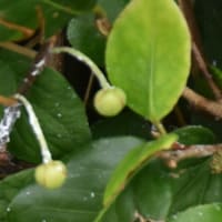 野の花　カラスウリ