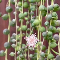 グリーンネックレスの花