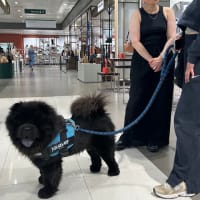 暑苦しい、愛くるしい！見たのは２回目、黒いチャウチャウ