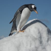 ジェンツーペンギン