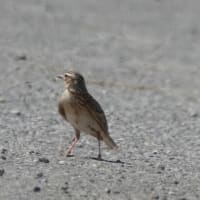 オオヨシキリが来た。
