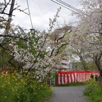 平野神社　桜苑の桜