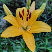 夕闇のお花達