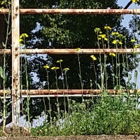 運動公園の花