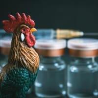 鳥インフルH5N1は懸念すべき？ 危機感煽る報道の背景とは
