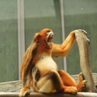 俺VS韓国の動物たち　vol.3