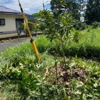 こんにゃくの花が咲いた････雑木林跡地で