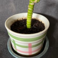 キングバンブー