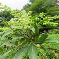 ３泊4日のお宮参り旅へ。⑤　箱根芦ノ湖畔山のホテル