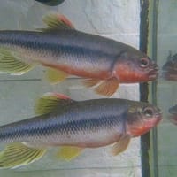我が家の淡水魚　水槽の大掃除