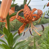 鬼百合