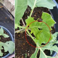 キャベツ：あまだまに…油断