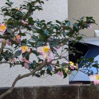 ２７日水曜日・・・