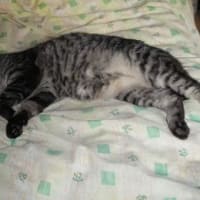 可愛いテファちゃん亡くなる