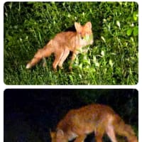 🦊に摘ままれる
