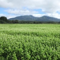 蕎麦の花を見に。。。