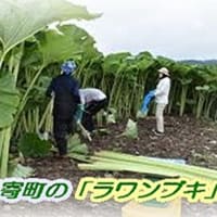 　足寄町の「巨大ラワンブキ」・・