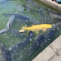 お引越し