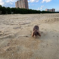 初めて海を見る