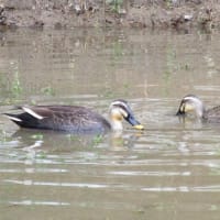 池を作ったら、早速水鳥が飛来