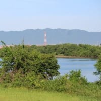 ほのぼの、カルガモ親子の群れが、並んで泳ぐ姿、ドキドキ眺め　(　岐阜県美濃地方　)