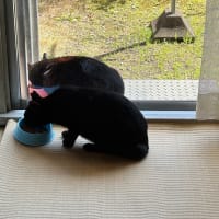 お昼の黒猫ダブル