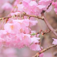 零れる花簪、桜の春
