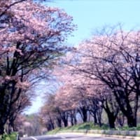 梅野哲の観に行きたい桜の名所㉚