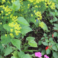 植物的生き方を考える、もっとゆったり生きたら。