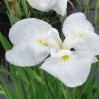 幹線道路から一歩入った所に何と菖蒲（しょうぶ）が満開です！見応えあります。