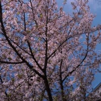 大川の桜 4月13日（土）快晴