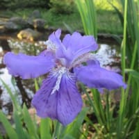 藤の花が咲き、久しぶりのカワセミも