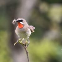 ノゴマがいた！