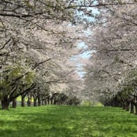 今年の🌸見
