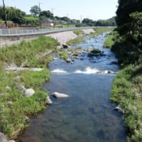 2024神奈川河川ﾎﾟﾀﾘﾝｸﾞ『狩川』⑩柄沢川との合流点「小川口橋」