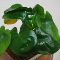 アイビー ハーレキン 葉っぱのギャラリー 植物の成長をあたたかく見守りつつ写真におさめていくブログ アイビー ハーレキン 葉っぱのギャラリー 植物の成長をあたたかく見守りつつ写真におさめていくブログ