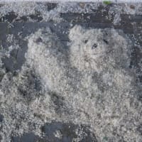 近代美術館の庭は雪景色！？