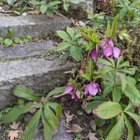 桜が咲く一日前