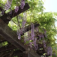 遊歩道のフジ…やっと！…風に揺れる花房に感動！