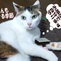 気候変動で草刈り地獄🩻マダニに注意、もう太平洋の海水温が異常に高いので注意！