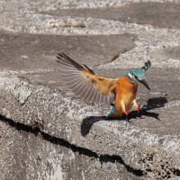 カワセミ！（2）
